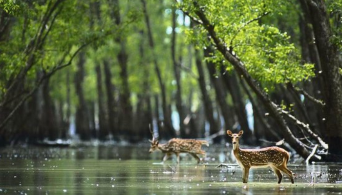 Sundarban National Park, West Bengal best national parks in India