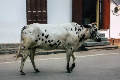 Dangi Cow