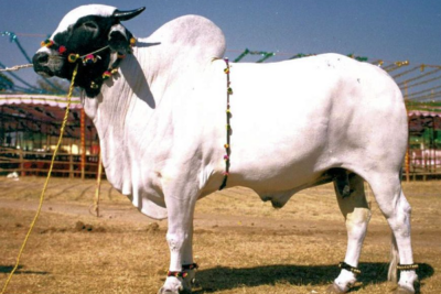 Deoni Cow