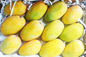 Kesar mango