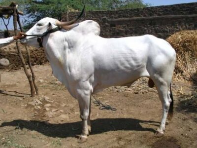 Khillari Cow